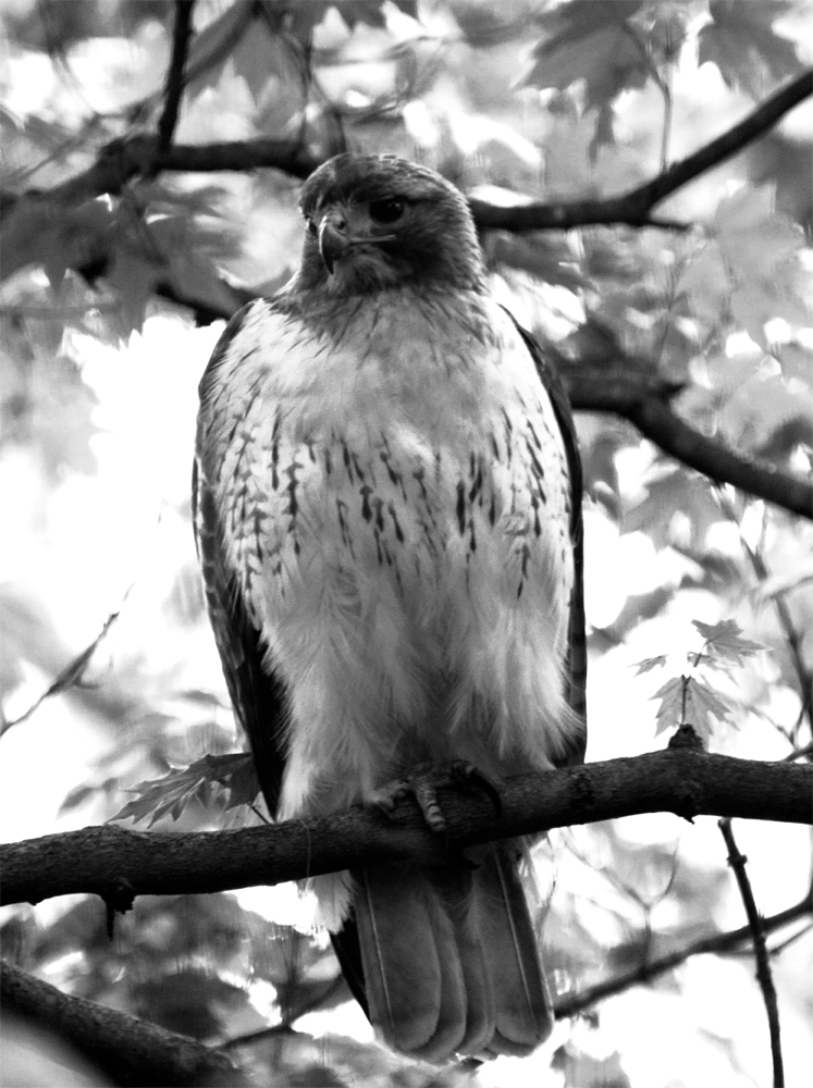 Orange-tailed Hawk in Black & White 2