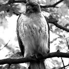 Orange-tailed Hawk in Black & White 2