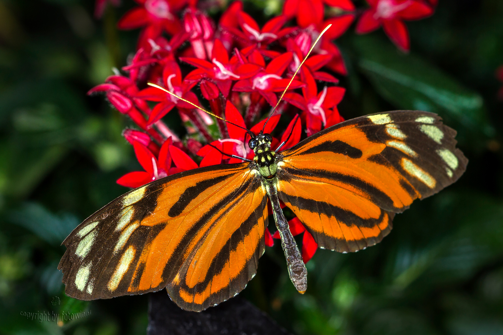 Orange Tiger (Dryadula phaetusa)