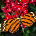 Orange Tiger (Dryadula phaetusa)