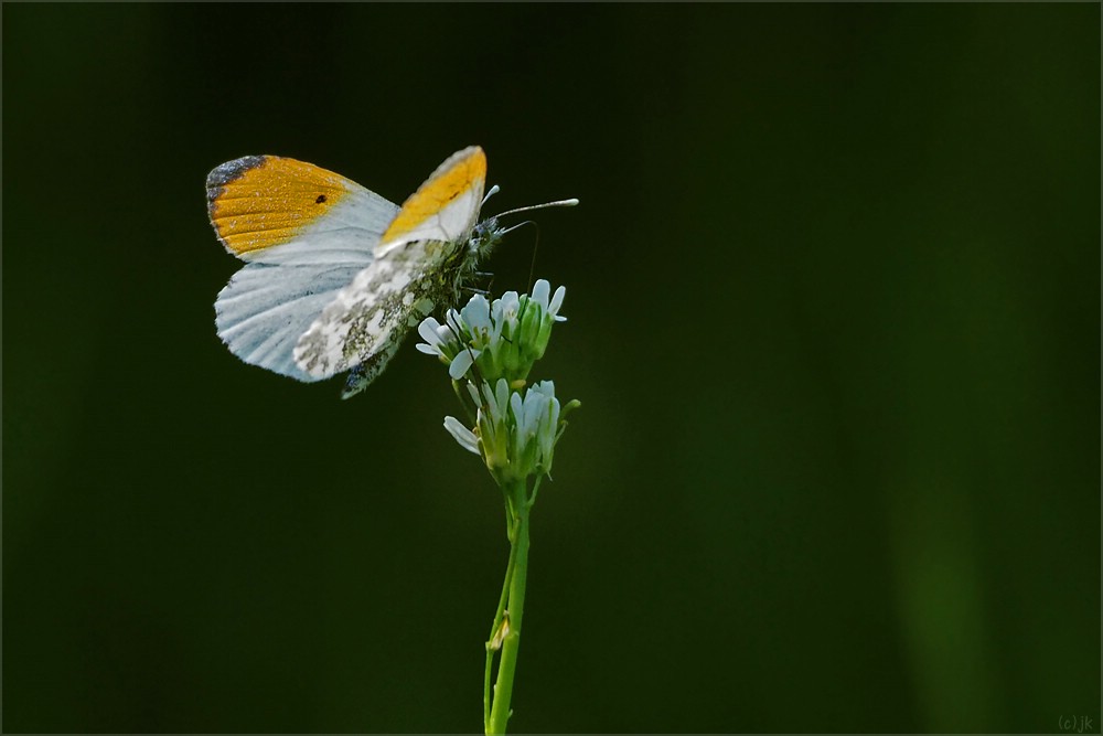 Orange Tip