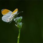 Orange Tip