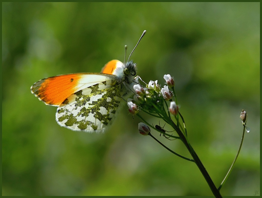 orange tip