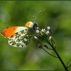 orange tip