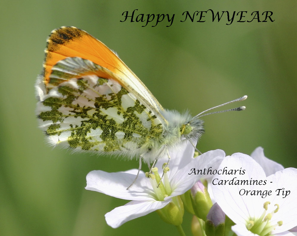 Orange Tip (Anthocharis Cardamines)