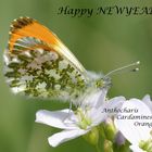 Orange Tip (Anthocharis Cardamines)