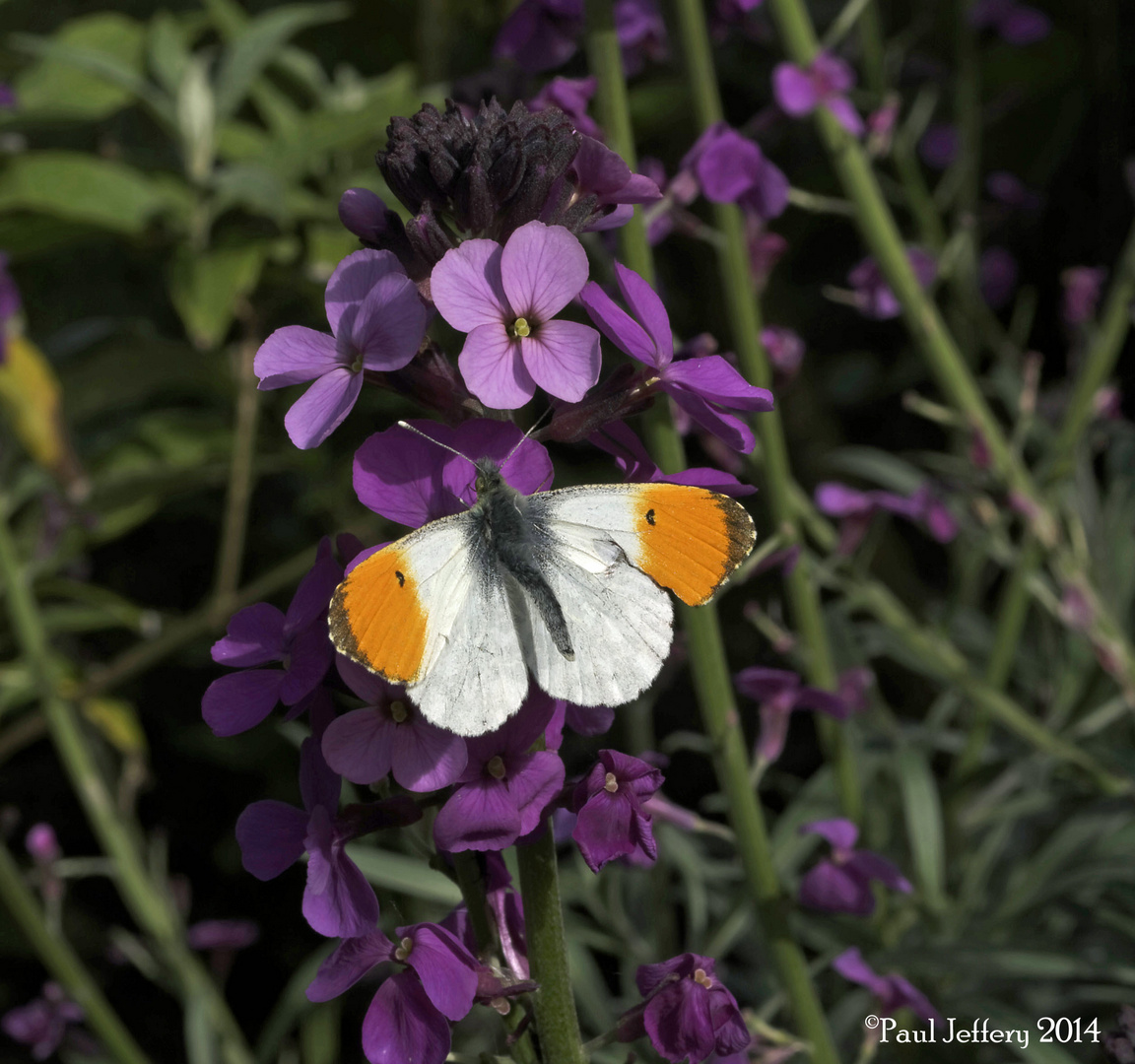 Orange Tip Butterfly, Cholderton, Wiltshire