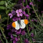 Orange Tip Butterfly, Cholderton, Wiltshire