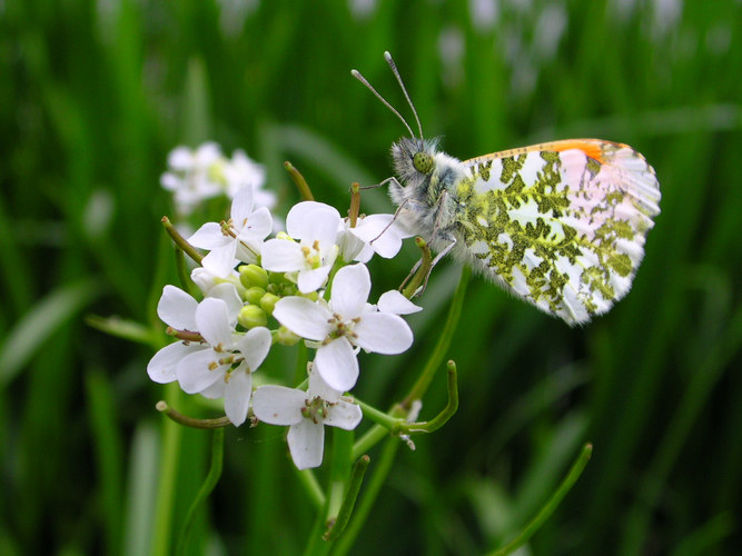 orange tip....