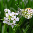 orange tip....