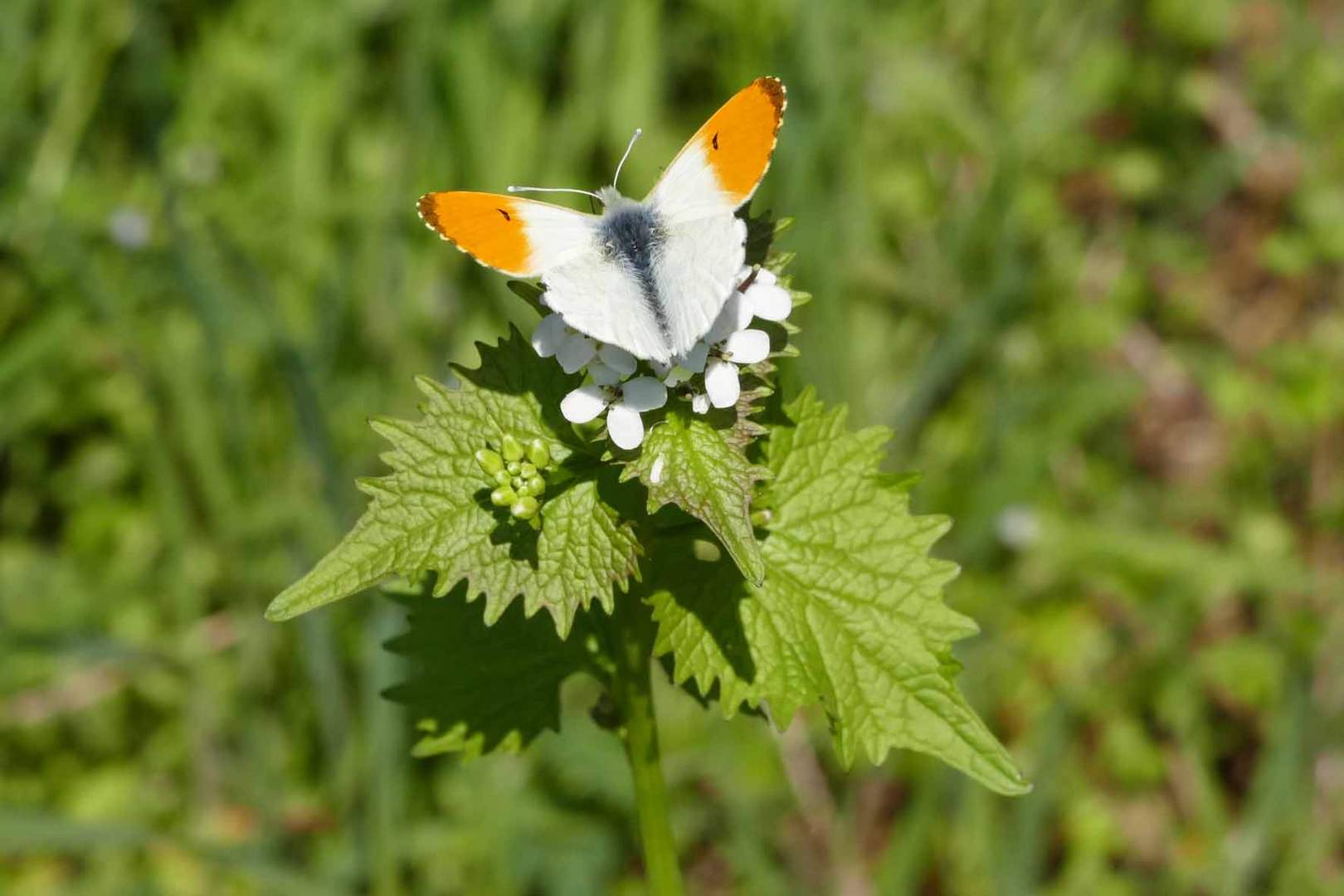 ORANGE TIP 