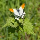 ORANGE TIP 