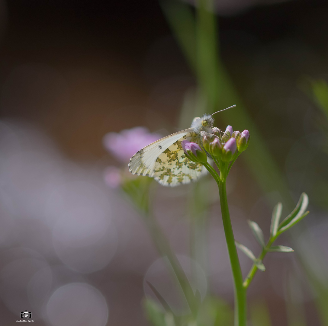 Orange-tip