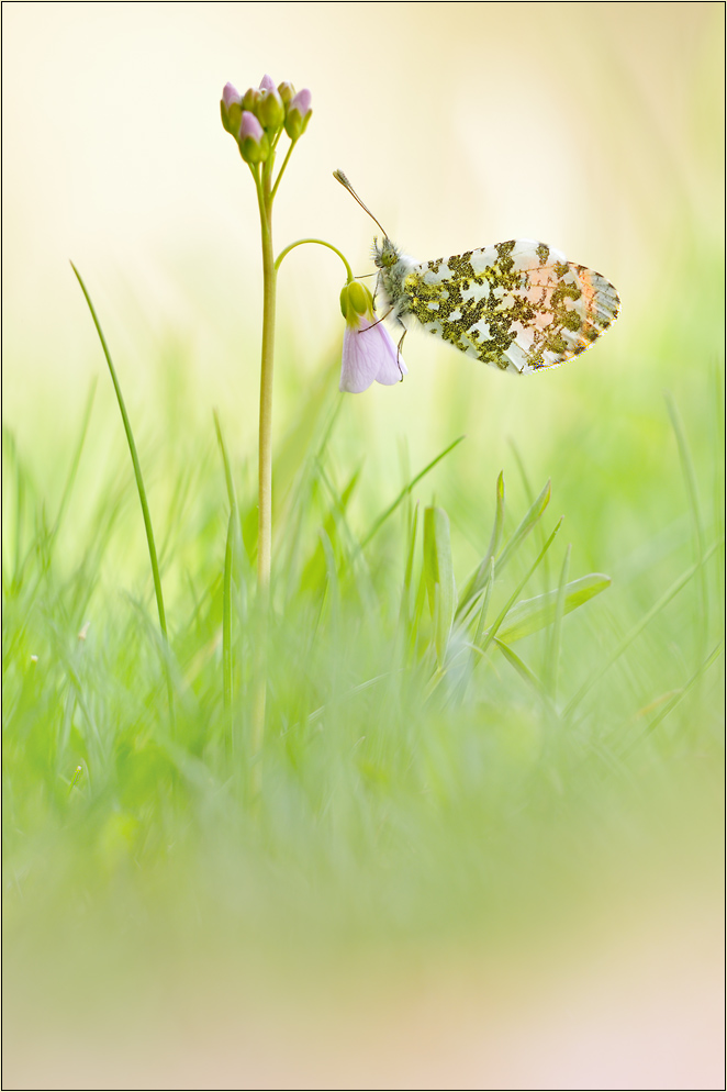 ~ Orange Tip ~