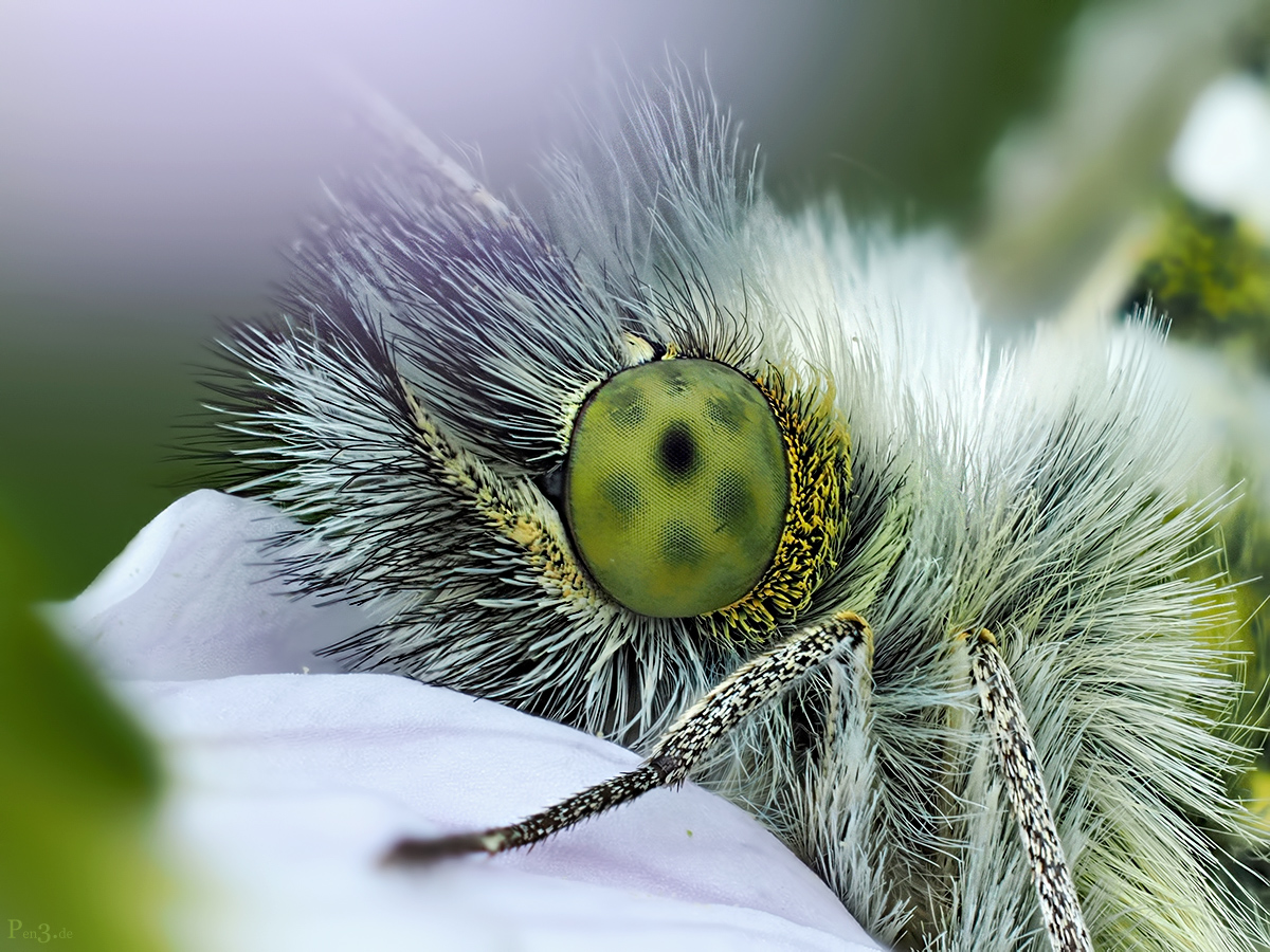 Orange Tip