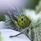 Orange Tip