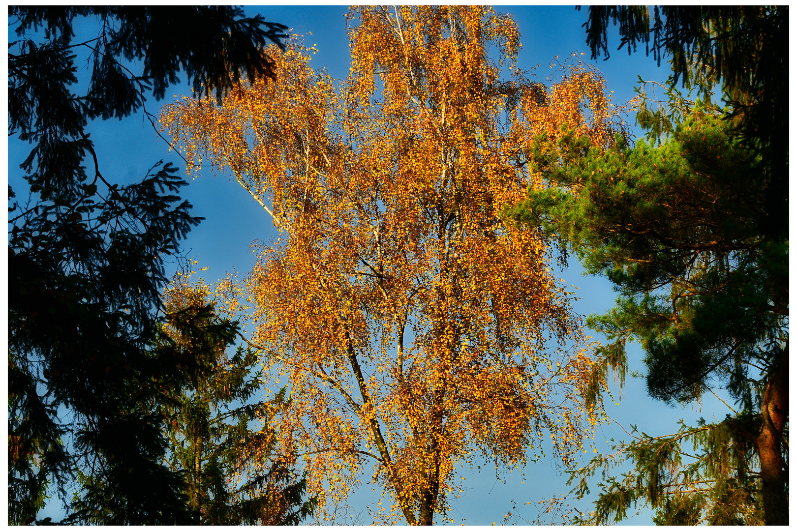 Orange-Tree