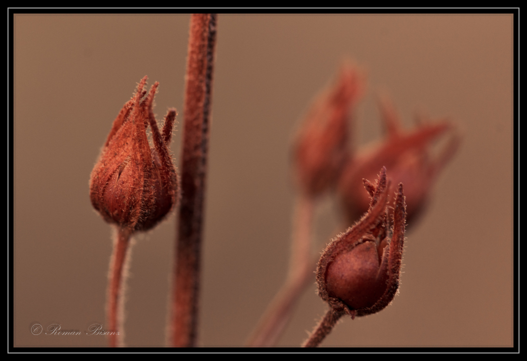 orange tubers