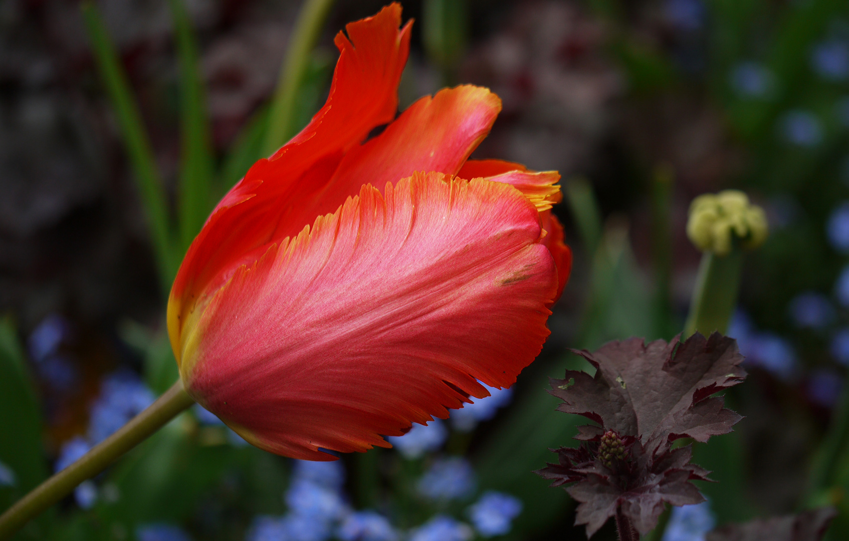 orange Tulip