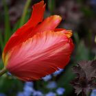 orange Tulip