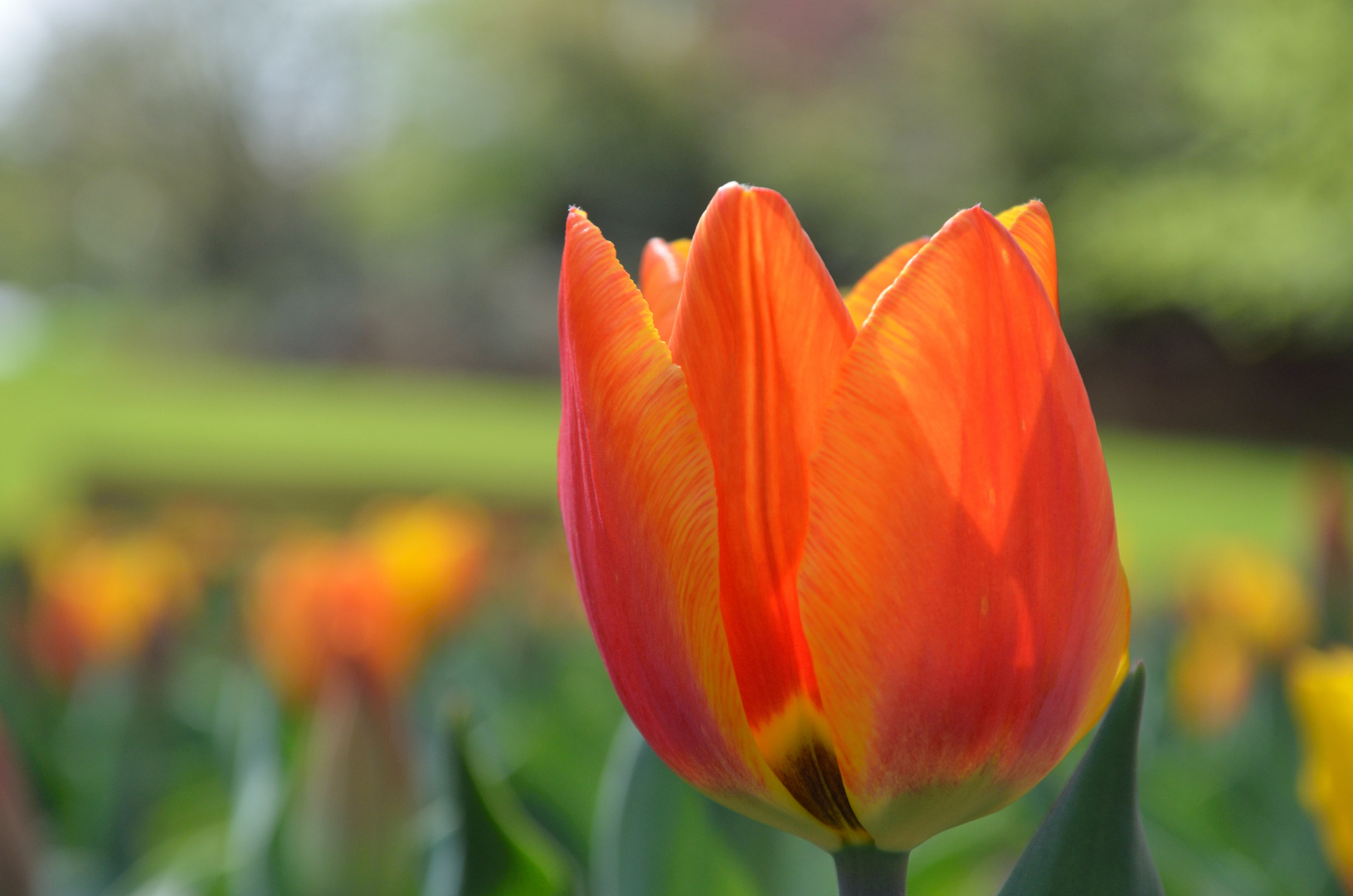 Orange Tulip