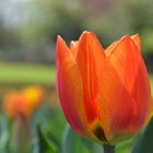 Orange Tulip