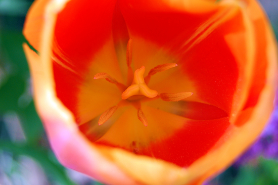 Orange Tulip