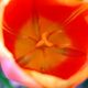 Orange Tulip