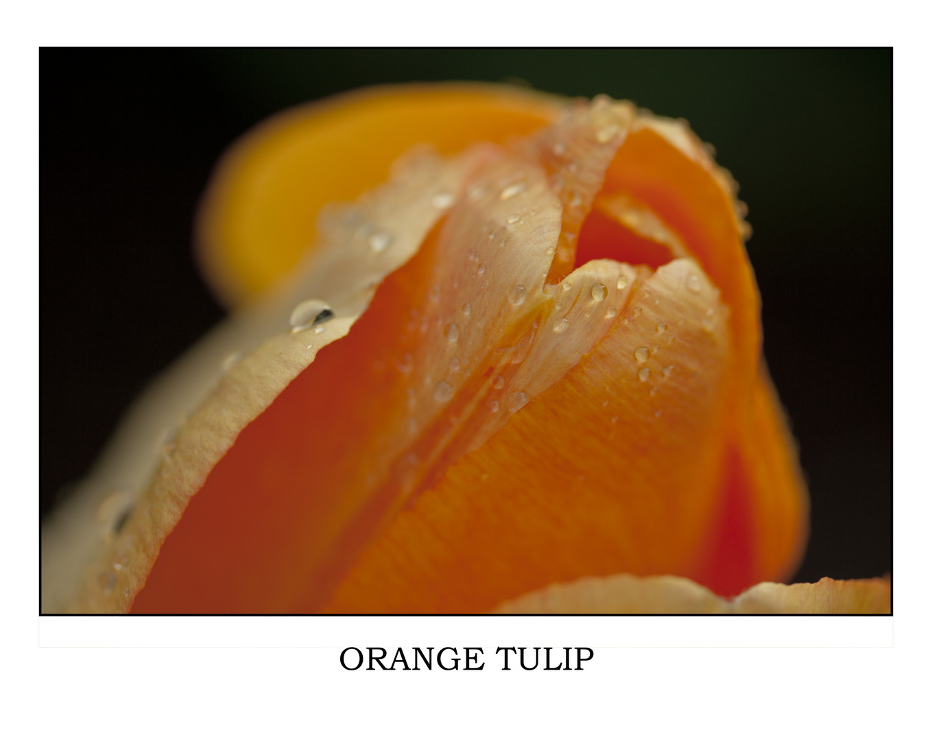 Orange Tulip