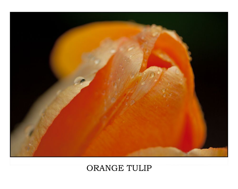 Orange Tulip von Jaz82 