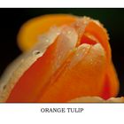 Orange Tulip