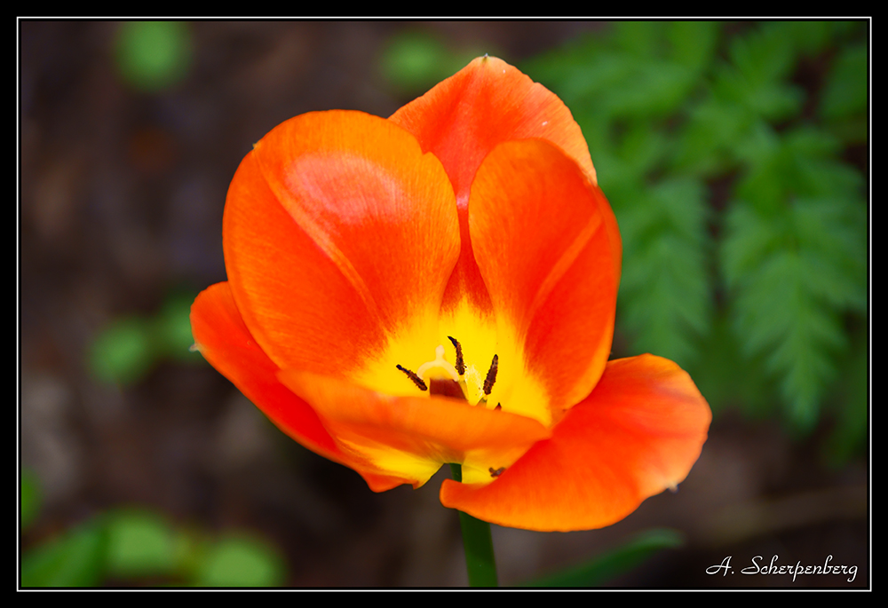 Orange Tulip