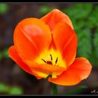 Orange Tulip