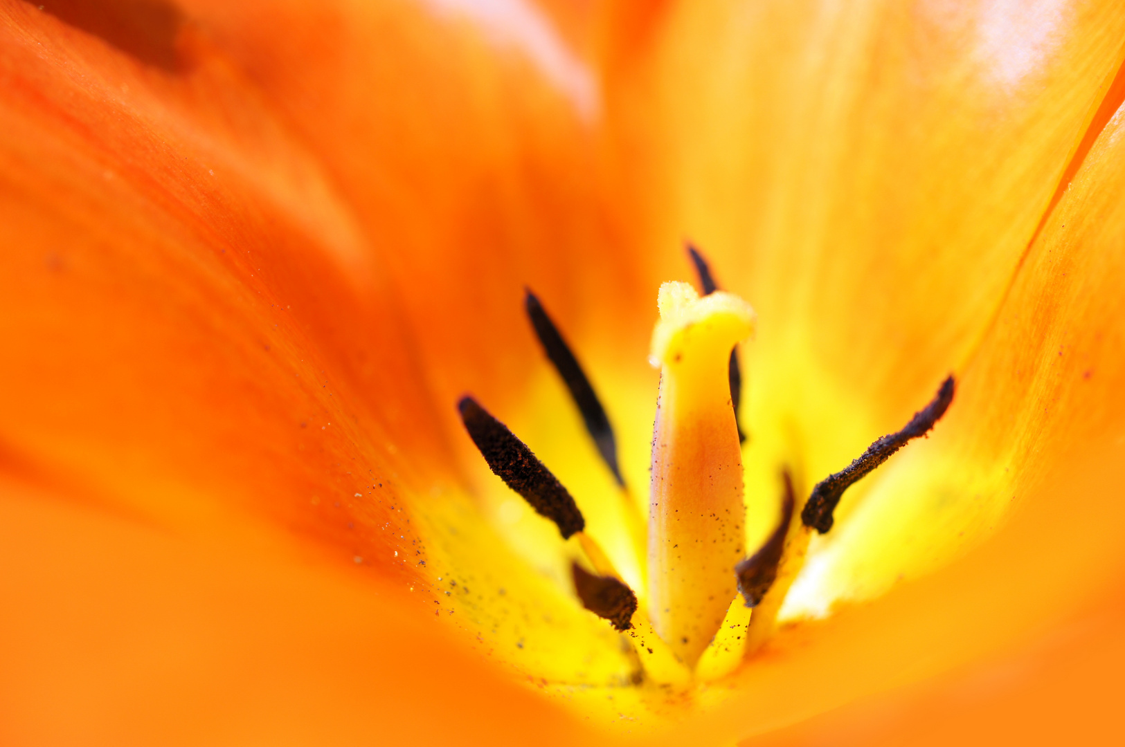 Orange Tulipe