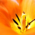 Orange Tulipe