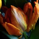 Orange Tulpe