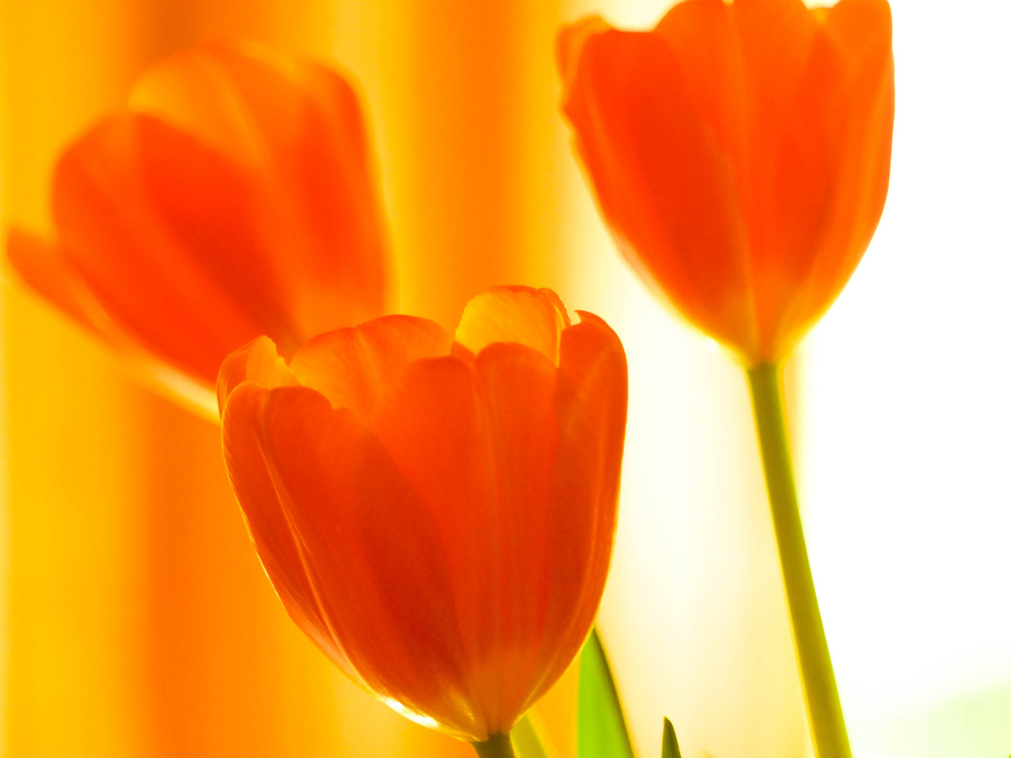 Orange Tulpe