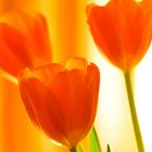 Orange Tulpe