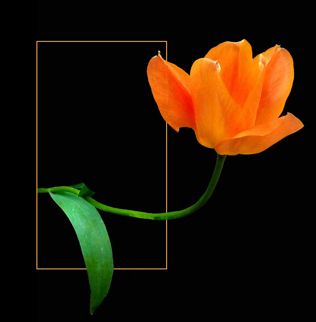 Orange Tulpe