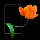 Orange Tulpe