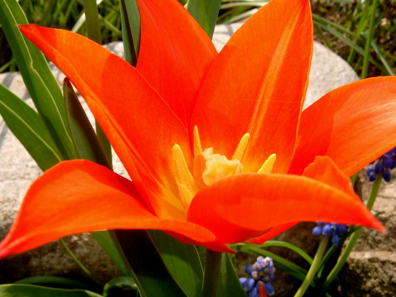 Orange Tulpe