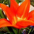 Orange Tulpe