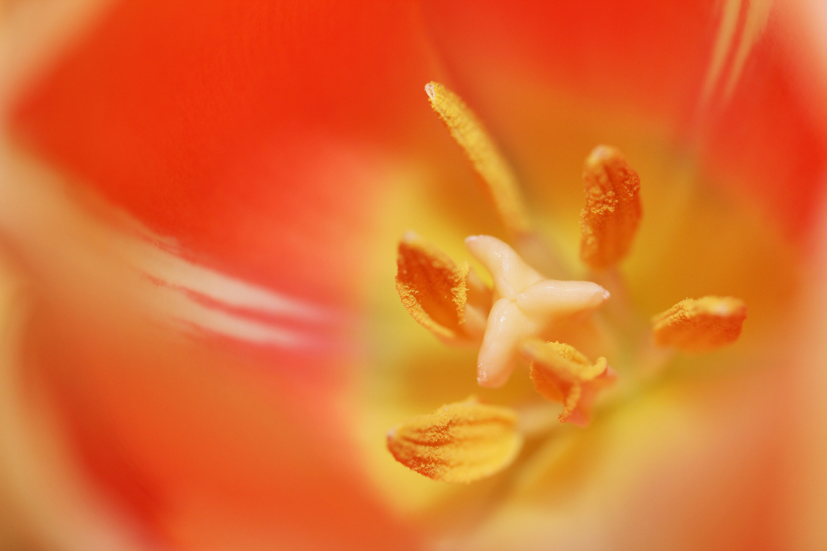 Orange Tulpe