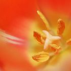 Orange Tulpe