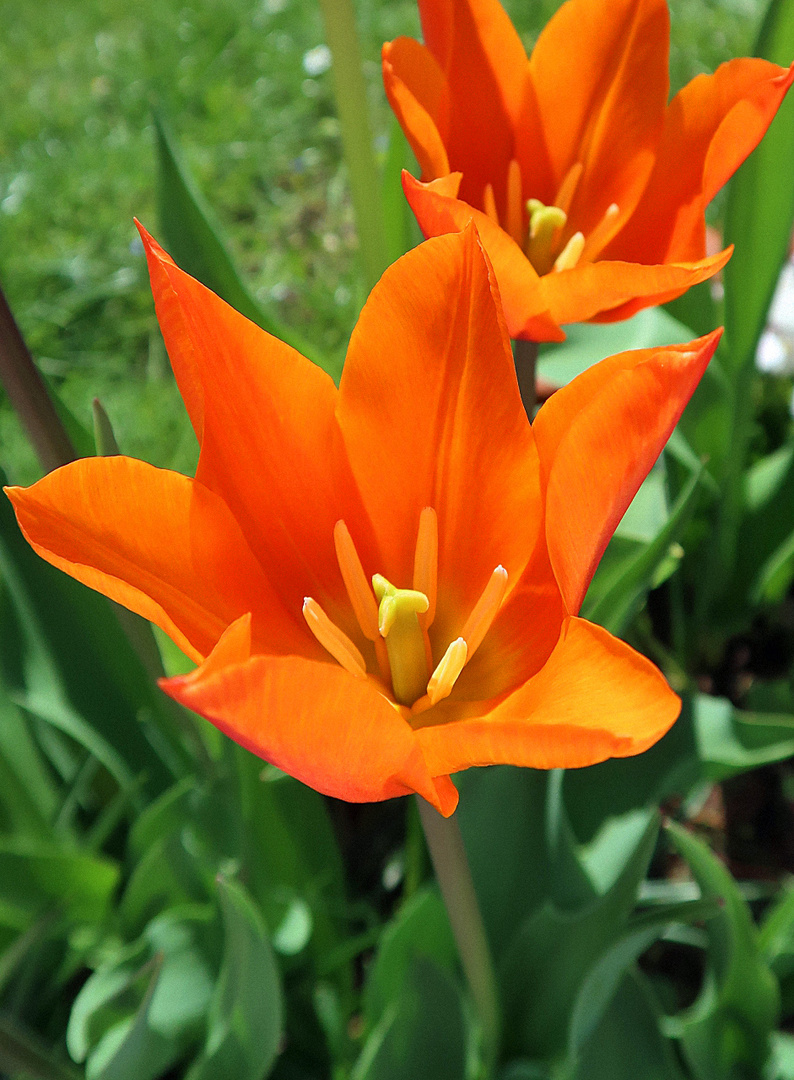 Orange Tulpe