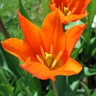 Orange Tulpe