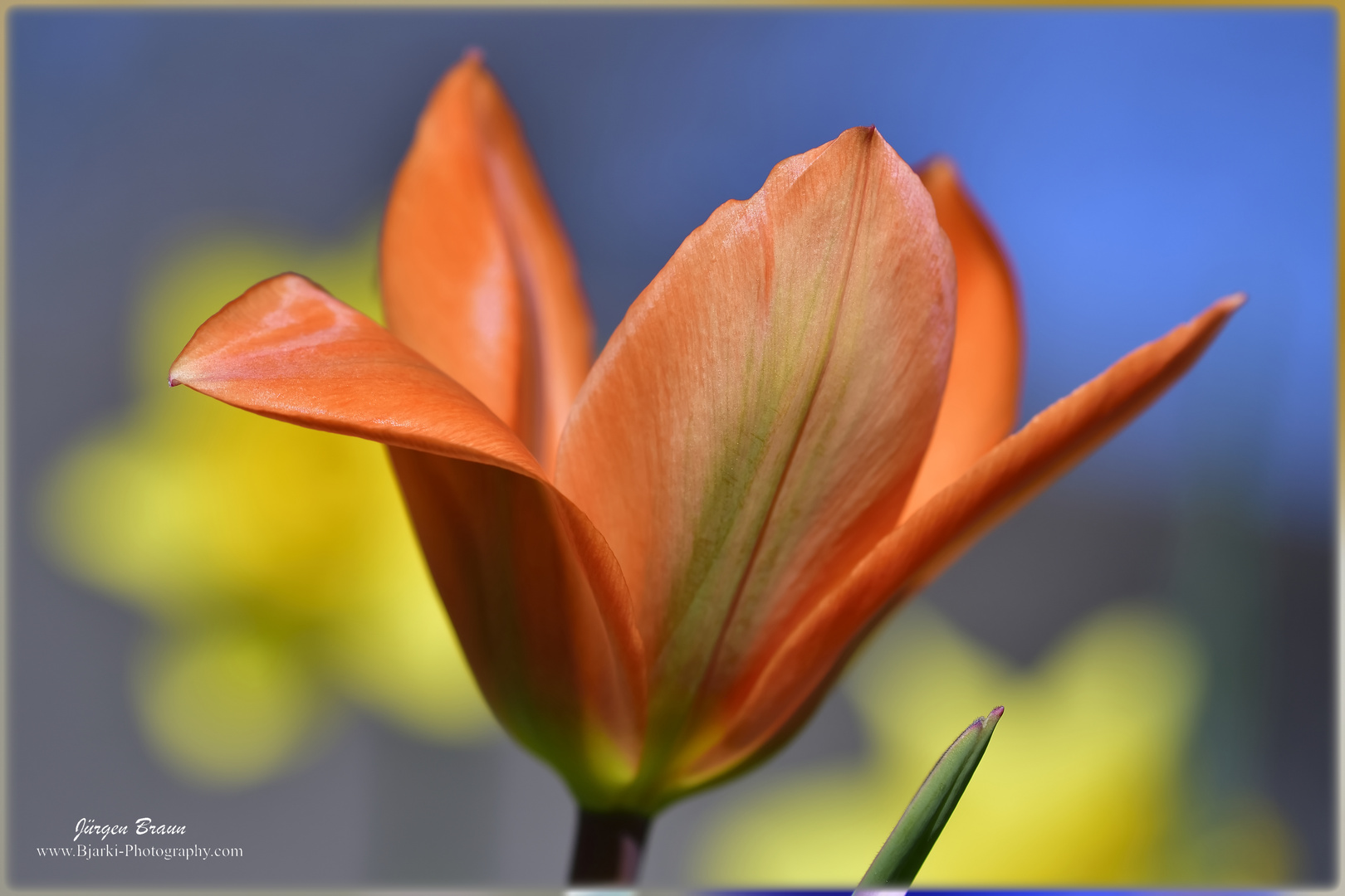 Orange Tulpe