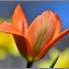 Orange Tulpe