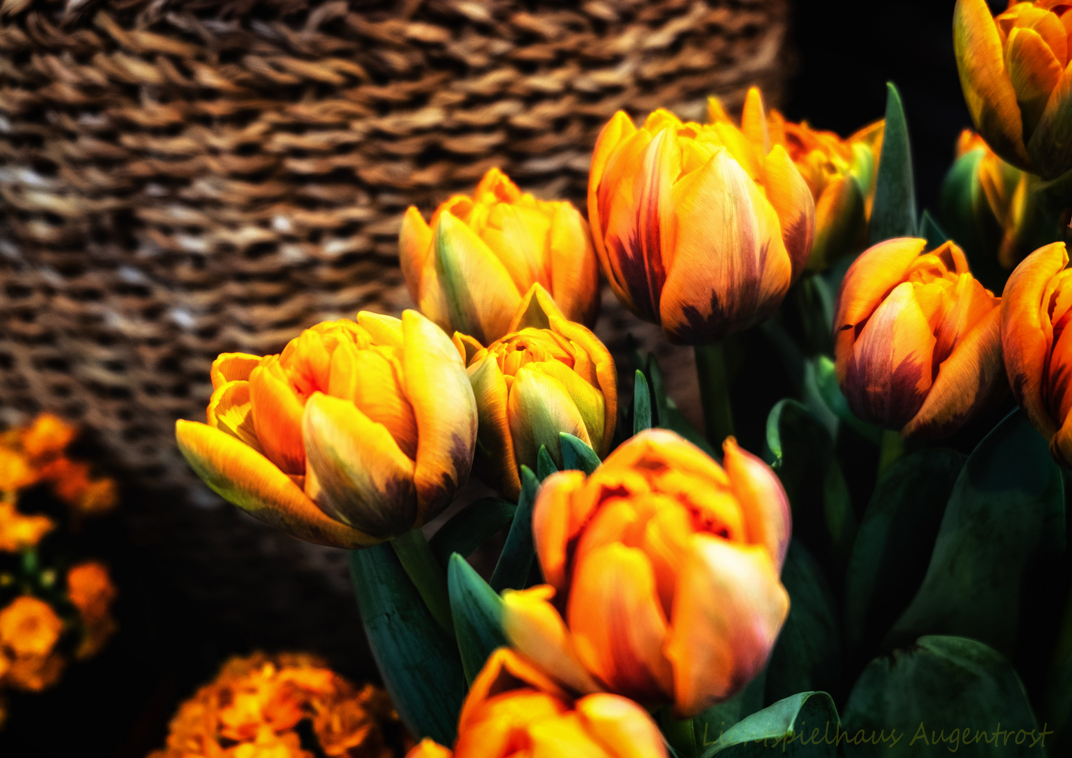 orange Tulpen