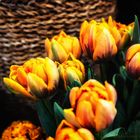 orange Tulpen